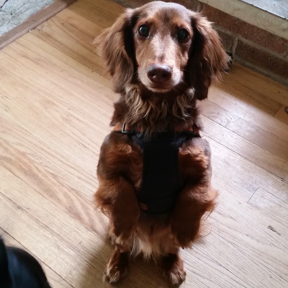 Meet your Posher, Tyra